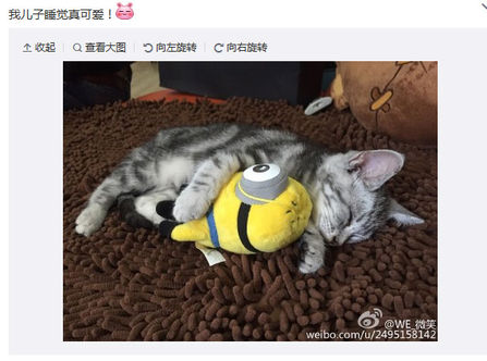 猫咪才是真爱？爱猫如命的联盟铲屎官